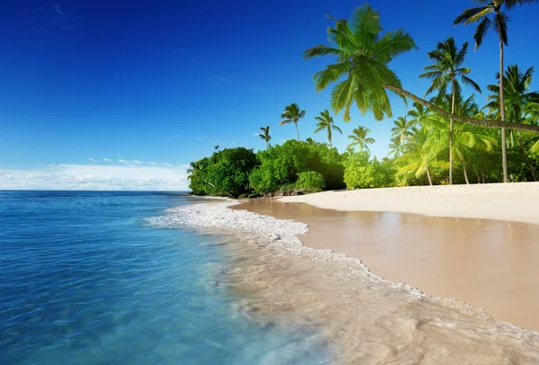 Caribbean sea and palms — Stock Photo, Image