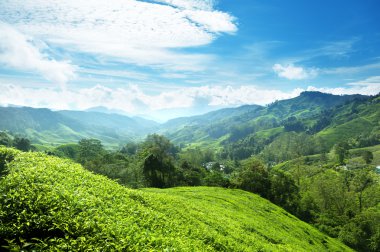 Tea plantation Cameron highlands, Malaysia clipart