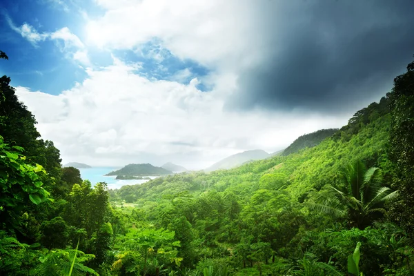 Selva de ilha de Seychelles — Fotografia de Stock