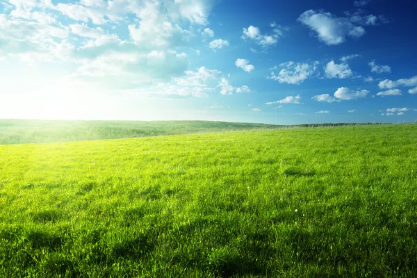 Campo de grama de primavera e floresta — Fotografia de Stock