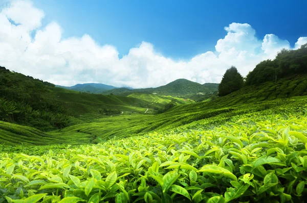 Tea ültetvény cameron highlands, Malajzia — Stock Fotó