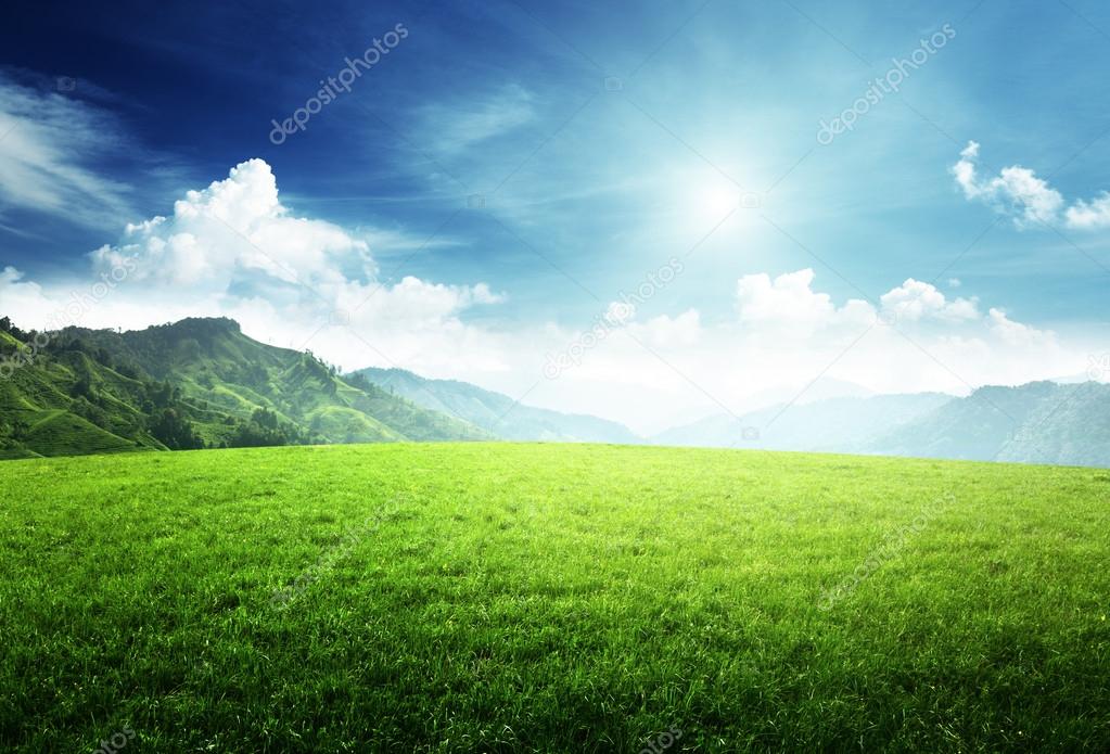 field of grass in mountain
