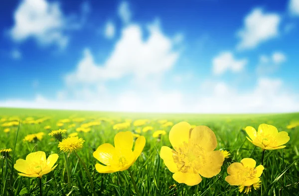 Field of spring flowers — Stock Photo, Image