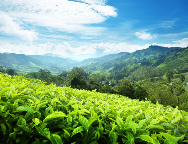 Thee plantage cameron highlands, Maleisië — Stockfoto