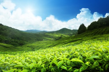 Tea plantation Cameron highlands, Malaysia clipart
