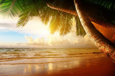 sunrise on Caribbean beach clipart