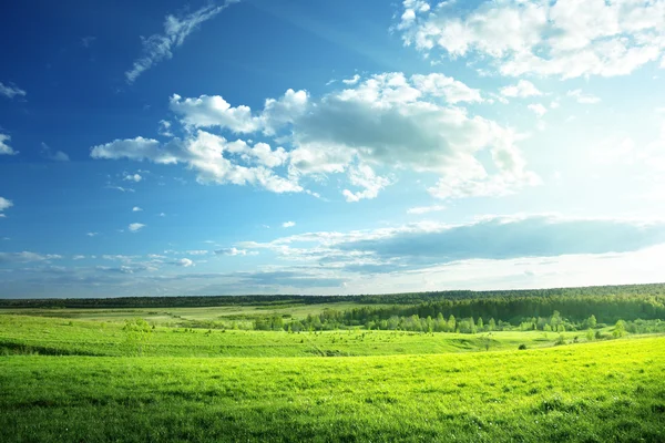 Field of spring grass and forest Stock Image