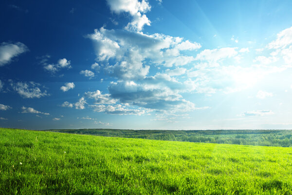 field of spring grass and forest