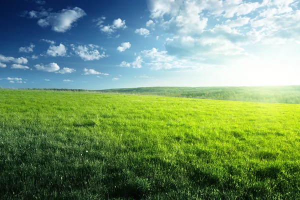 Campo de grama de primavera e floresta — Fotografia de Stock