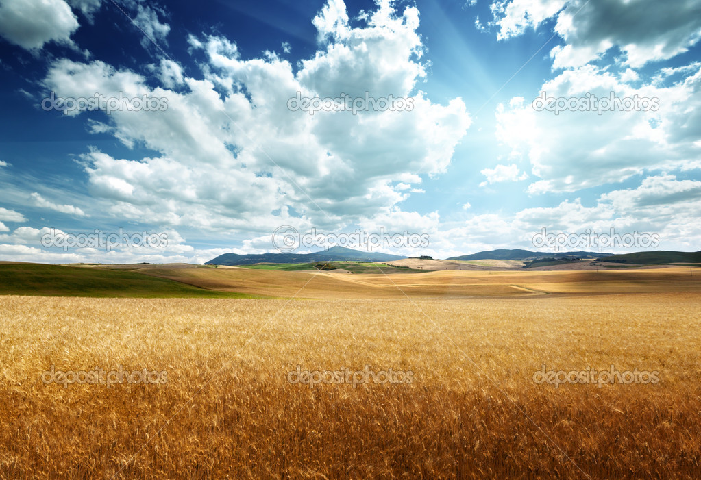 barley hills Tuscany, Italy