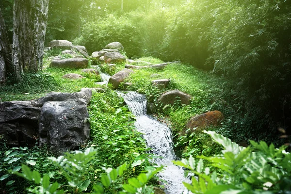 Río en la selva — Foto de Stock