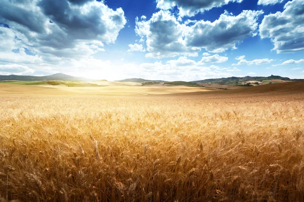 Gerst heuvels Toscane, Italië — Stockfoto