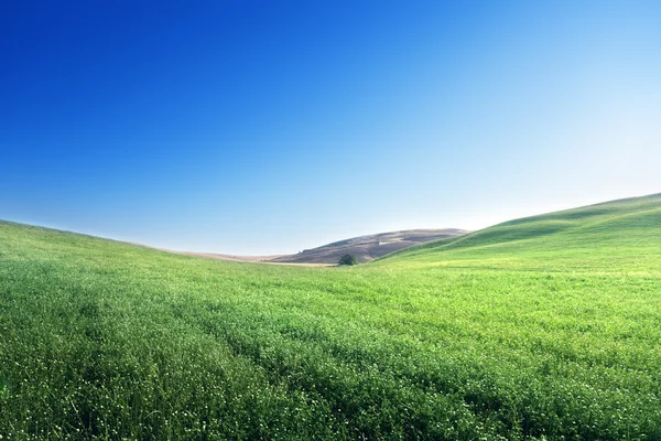 Hills in sunny day Tuscany, Italy — Stock Photo, Image