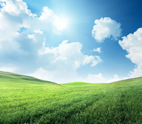 Field of spring grass — Stock Photo, Image