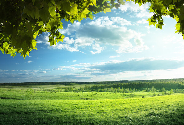 поле весенней травы и леса
