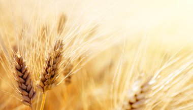 Wheat field clipart