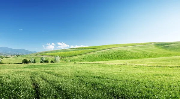 Colinas en día soleado Toscana, Italia — Foto de Stock