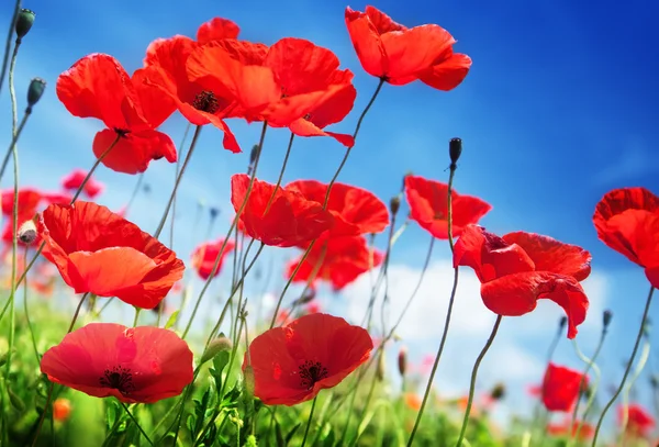 Poppy flowers on field and sunny day — Stock Photo, Image