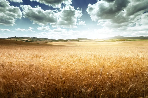 Gerst heuvels Toscane, Italië — Stockfoto