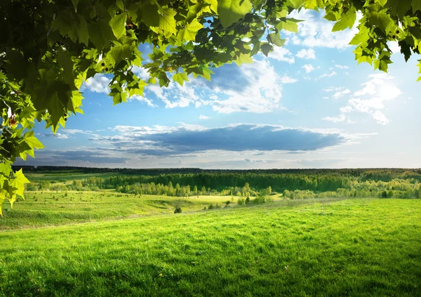 Gebied van voorjaar gras en bos Stockafbeelding