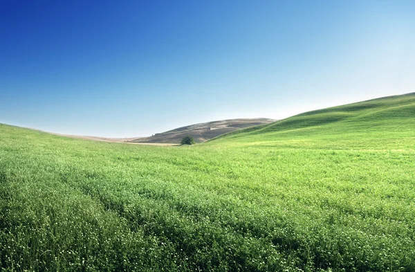 Colline nella giornata di sole Toscana, Italia — Foto Stock