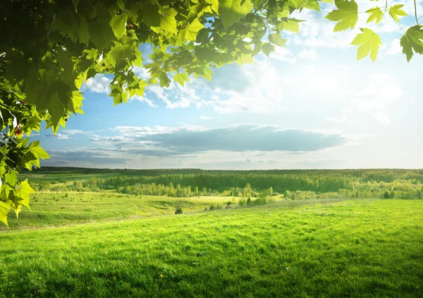 Gebied van voorjaar gras en bos — Stockfoto