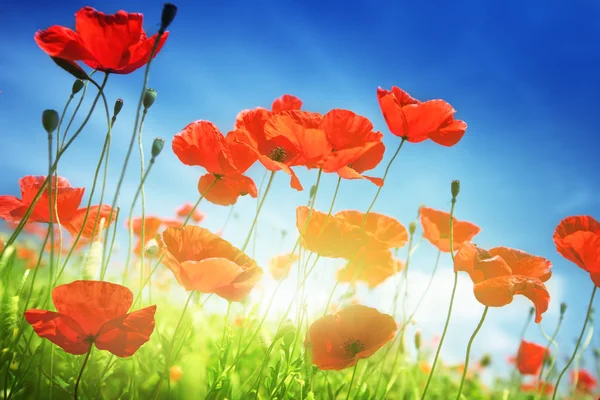 罂粟花卉场和阳光灿烂的日子 — 图库照片