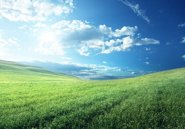 Campo de hierba de primavera — Foto de Stock