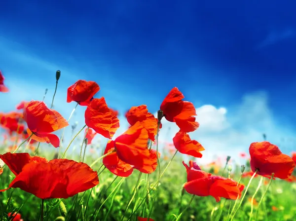 Poppy flowers on field and sunny day — Stock Photo, Image