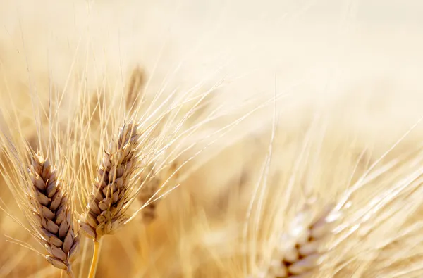 Wheat field — Stock Image Wheat field Royalty Free Stock Images