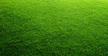 Green grass background clipart