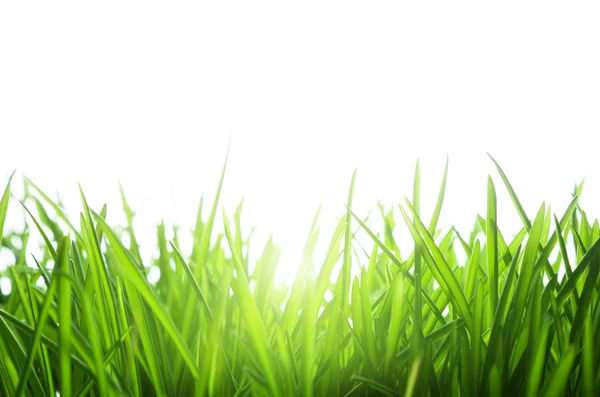 白に隔離された緑の草 — ストック写真
