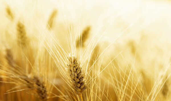 Wheat field