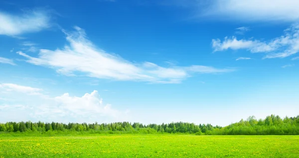 Campo di erba primaverile e cielo perfetto — Foto Stock