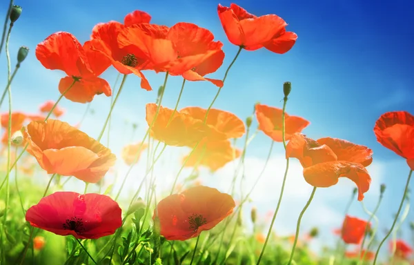 Poppy flowers on field and sunny day — Stock Photo, Image