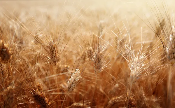 Campo de trigo — Fotografia de Stock