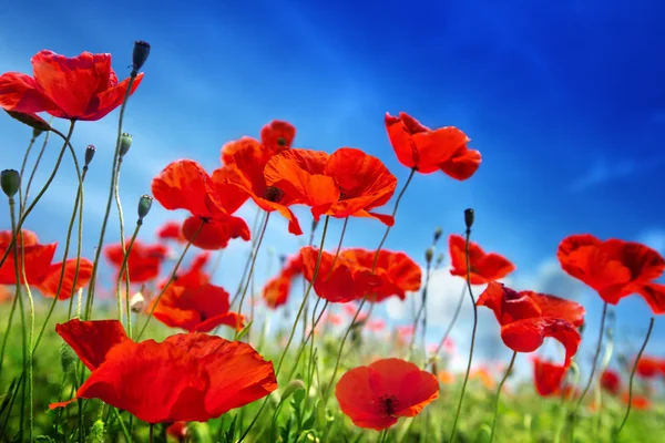 Poppy flowers and sunny day — Stock Photo, Image