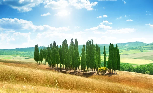 Arbres en Val d'Orcia, Toscane — Photo