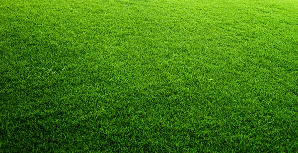 Yeşil Çimen Arkaplanı