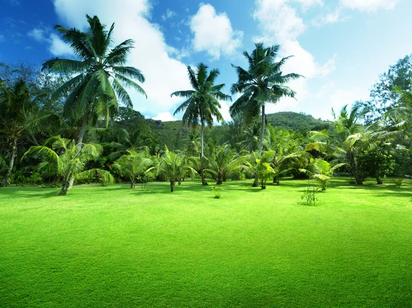 Gräs-och kokospalmer på praslin island, Seychellerna — Stockfoto