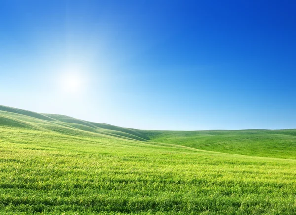 Field of spring grass and sunny day — Stock Photo, Image