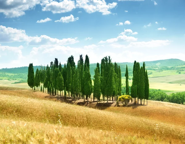 Δέντρα στο val d'orcia, Τοσκάνη — Φωτογραφία Αρχείου