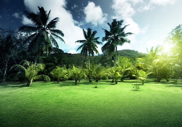 Campo de grama e coqueiros na ilha Praslin, Seychelles — Fotografia de Stock