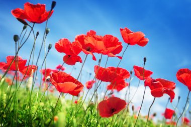 Poppy flowers on field and sunny day clipart