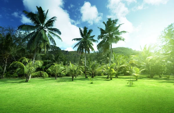 Gebied van gras en kokospalmen op praslin island, Seychellen — Stockfoto