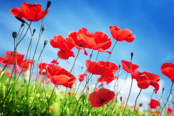 Flores de amapola en el campo y día soleado — Foto de Stock