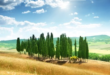 val d'orcia, Toskana ağaçlarda