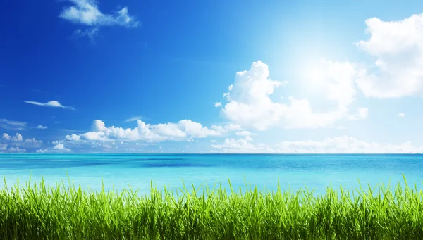 Morze i trawa w słoneczny dzień — Zdjęcie stockowe