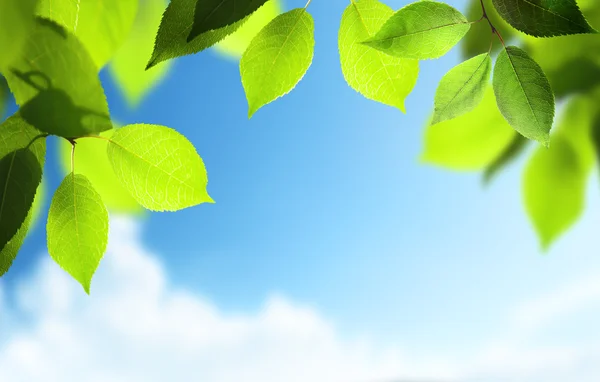 Primavera fondo soleado — Foto de Stock