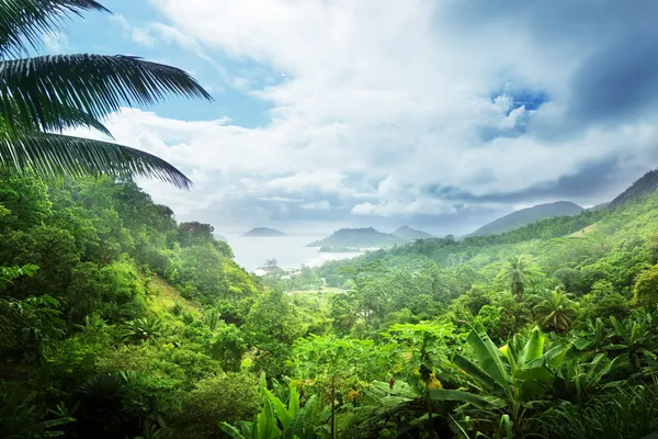 Selva de ilha de Seychelles — Fotografia de Stock